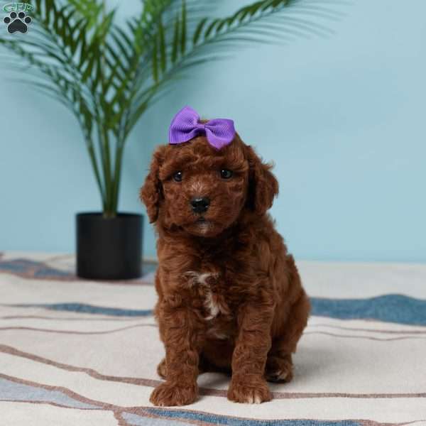 Esme, Miniature Poodle Puppy